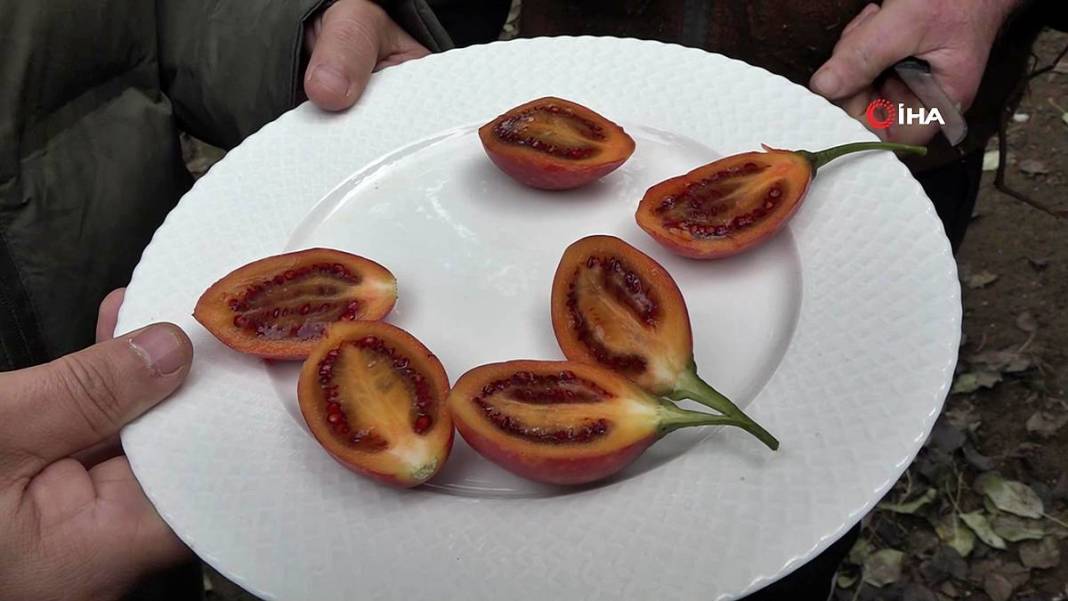 İlk kez görenler şaşkınlıkla izliyor: Bu domates ağaçtan toplanıyor! Yıllar önce o ülkeden getirdi, bu sezon bolluk yaşanıyor 19